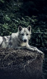 Preview wallpaper wolf, predator, glance, animal, hay