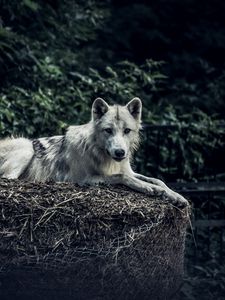 Preview wallpaper wolf, predator, glance, animal, hay