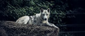 Preview wallpaper wolf, predator, glance, animal, hay