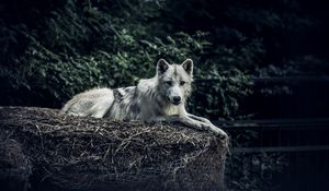 Preview wallpaper wolf, predator, glance, animal, hay