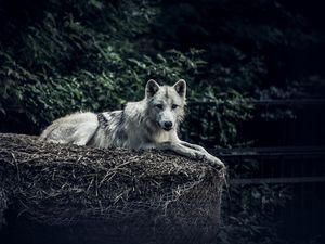 Preview wallpaper wolf, predator, glance, animal, hay