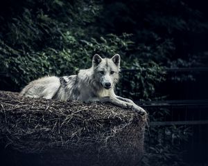 Preview wallpaper wolf, predator, glance, animal, hay