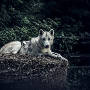 Preview wallpaper wolf, predator, glance, animal, hay
