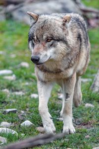 Preview wallpaper wolf, predator, glance, animal, wildlife