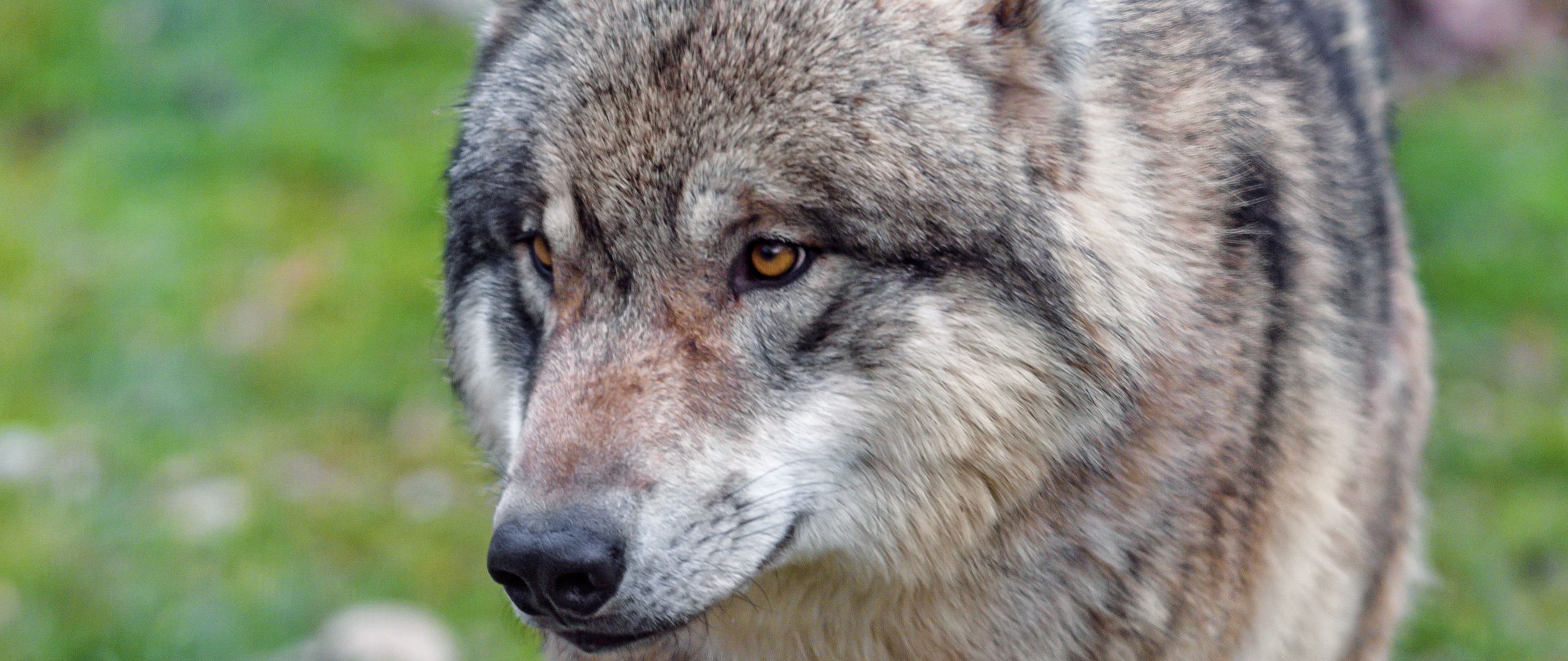 Download wallpaper 2560x1080 wolf, predator, glance, animal, wildlife ...