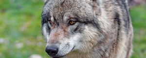 Preview wallpaper wolf, predator, glance, animal, wildlife