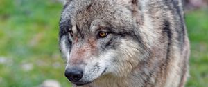 Preview wallpaper wolf, predator, glance, animal, wildlife