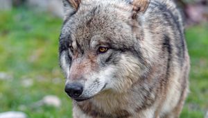 Preview wallpaper wolf, predator, glance, animal, wildlife