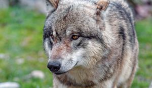 Preview wallpaper wolf, predator, glance, animal, wildlife
