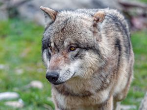 Preview wallpaper wolf, predator, glance, animal, wildlife