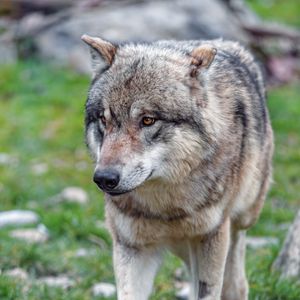 Preview wallpaper wolf, predator, glance, animal, wildlife