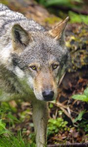 Preview wallpaper wolf, predator, glance, grass, wildlife