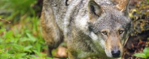 Preview wallpaper wolf, predator, glance, grass, wildlife