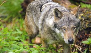 Preview wallpaper wolf, predator, glance, grass, wildlife