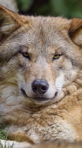 Preview wallpaper wolf, predator, glance, wildlife, animal