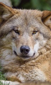 Preview wallpaper wolf, predator, glance, wildlife, animal