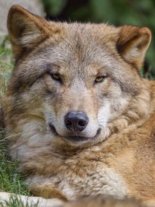 Preview wallpaper wolf, predator, glance, wildlife, animal