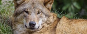 Preview wallpaper wolf, predator, glance, wildlife, animal