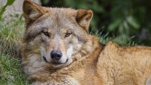 Preview wallpaper wolf, predator, glance, wildlife, animal
