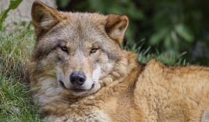 Preview wallpaper wolf, predator, glance, wildlife, animal