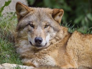 Preview wallpaper wolf, predator, glance, wildlife, animal