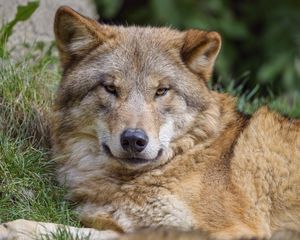 Preview wallpaper wolf, predator, glance, wildlife, animal