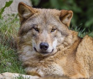 Preview wallpaper wolf, predator, glance, wildlife, animal
