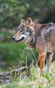 Preview wallpaper wolf, predator, grass, animal, wildlife