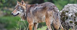Preview wallpaper wolf, predator, grass, animal, wildlife