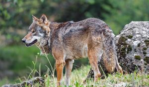 Preview wallpaper wolf, predator, grass, animal, wildlife