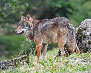 Preview wallpaper wolf, predator, grass, animal, wildlife