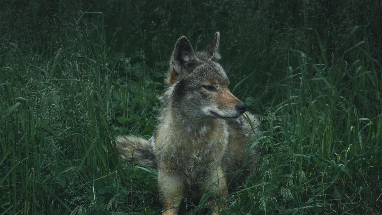 Wallpaper wolf, predator, grass