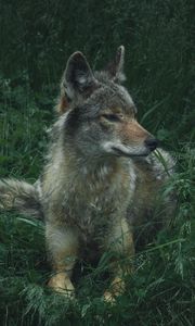 Preview wallpaper wolf, predator, grass