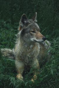 Preview wallpaper wolf, predator, grass