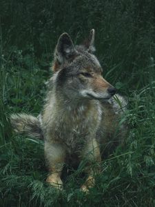 Preview wallpaper wolf, predator, grass