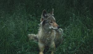 Preview wallpaper wolf, predator, grass