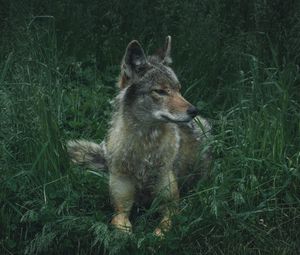 Preview wallpaper wolf, predator, grass
