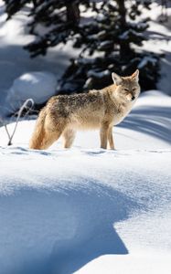Preview wallpaper wolf, predator, gray, snow