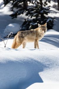 Preview wallpaper wolf, predator, gray, snow