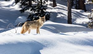 Preview wallpaper wolf, predator, gray, snow