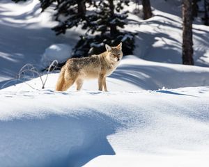 Preview wallpaper wolf, predator, gray, snow