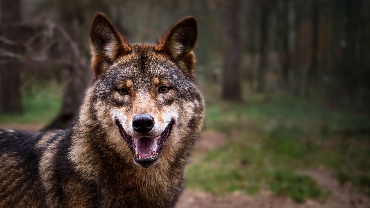 Wallpaper wolf, predator, gray, forest
