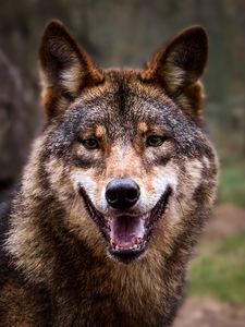 Preview wallpaper wolf, predator, gray, forest