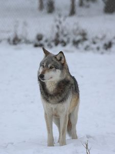Preview wallpaper wolf, predator, gray, snow, fence