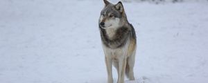 Preview wallpaper wolf, predator, gray, snow, fence