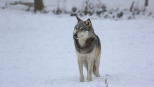 Preview wallpaper wolf, predator, gray, snow, fence