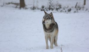 Preview wallpaper wolf, predator, gray, snow, fence