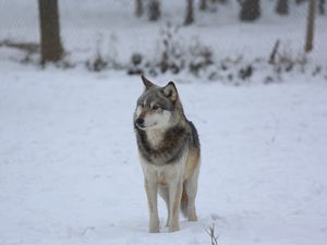 Preview wallpaper wolf, predator, gray, snow, fence
