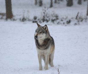 Preview wallpaper wolf, predator, gray, snow, fence