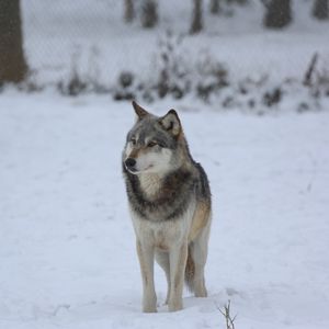Preview wallpaper wolf, predator, gray, snow, fence